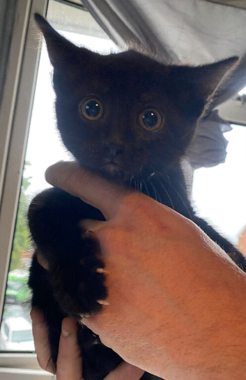 Three kittens looking for their forever homes