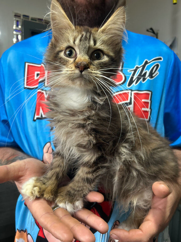 Polydactyl/Non Poly Maine Coon Girls.