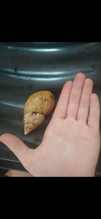 Giant african land snails for sale