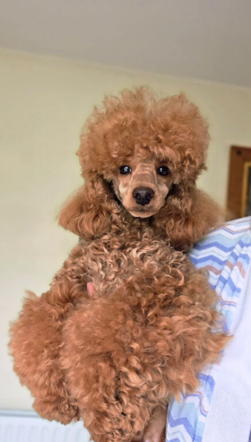 IKC Registered  Boy Champion Pedigree