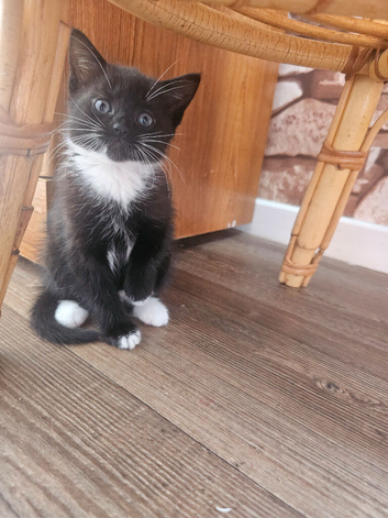 Beautiful kittens
