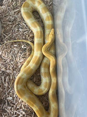 Pair of corn snakes