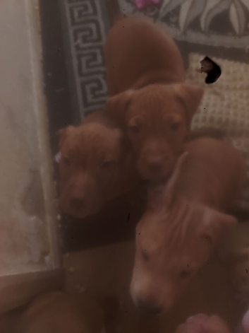 For sale 5 females 1 male