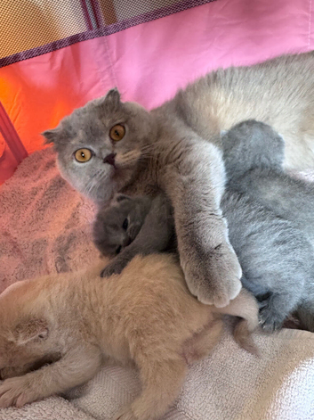 Last British Shorthair Kitten Available