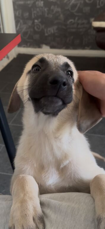 Beautiful kangal pup&rsquo;s
