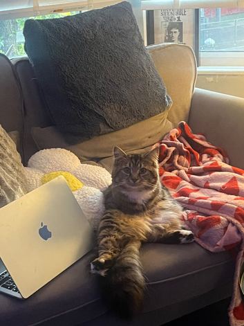 Mixed Tabby/Bengal Long Haired Male Kitten