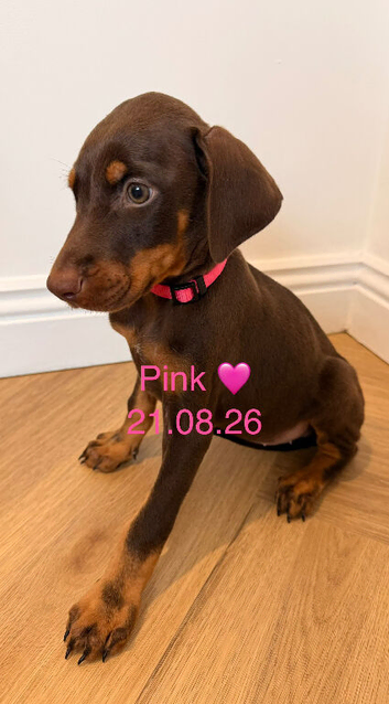 READY NOW! Doberman puppies for sale
