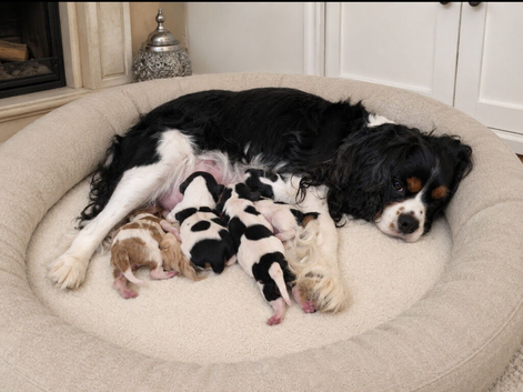 Tricolour  pups 2 boys still available