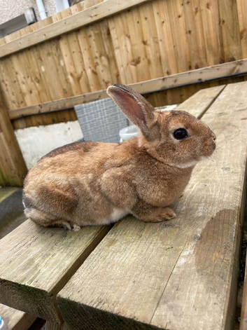 Boy mini rex