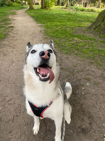 5 year old Female Siberian husky
