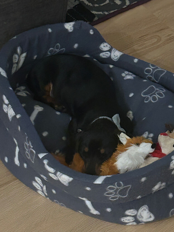Miniature dachshund