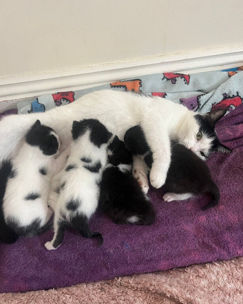 3 Beautiful kittens ready in 5 weeks in Malvern