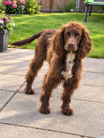 Beautiful liver cocker spaniel looking for a 5* home