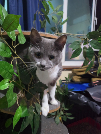 Cat for sale