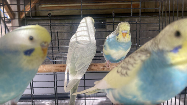 Budgies
