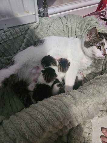 3 tabby and white kittens