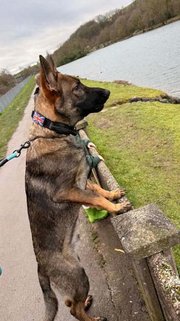 German shepherd