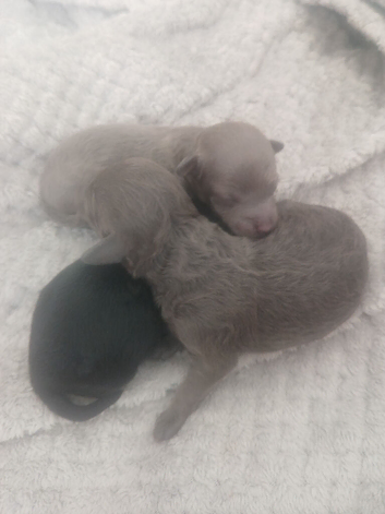 Toy poodle pups   ️