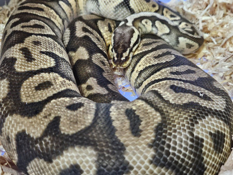 Adult female pastel yellow belly ball python