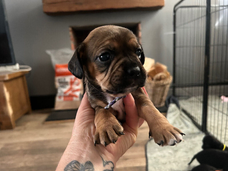 French bull dog x springer spaniel puppies
