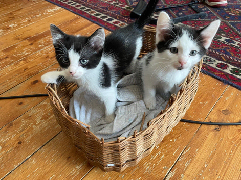 Little male kitten