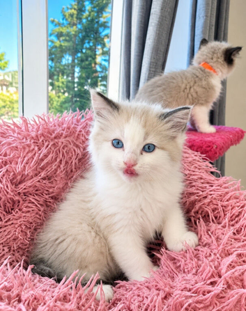 Bicolour ragdoll kittens