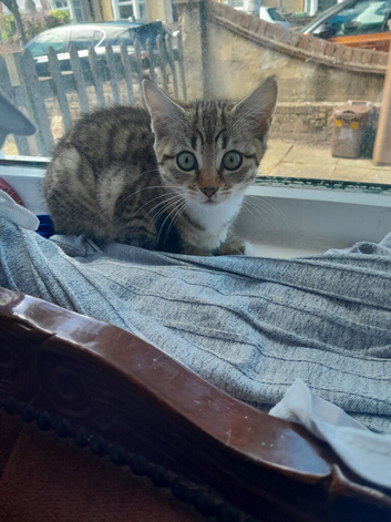 Small kittens feel one looking for lovely house