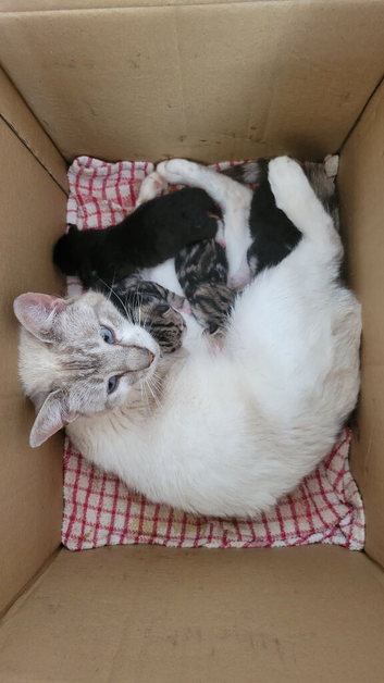4 Adorable Kittens looking for great homes.