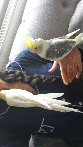 Two male cockatiels for sale!