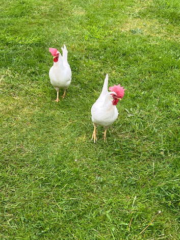 2 x White Leghorn Hens