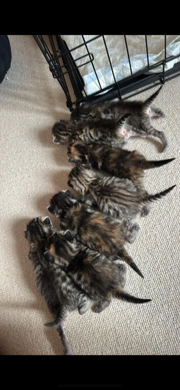 Bengal cross tabby kittens