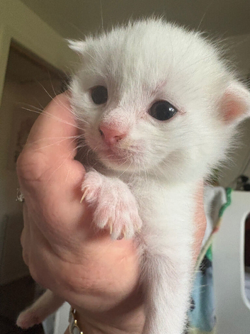 Beautiful kittens