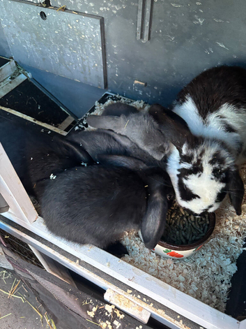3 pure lops
