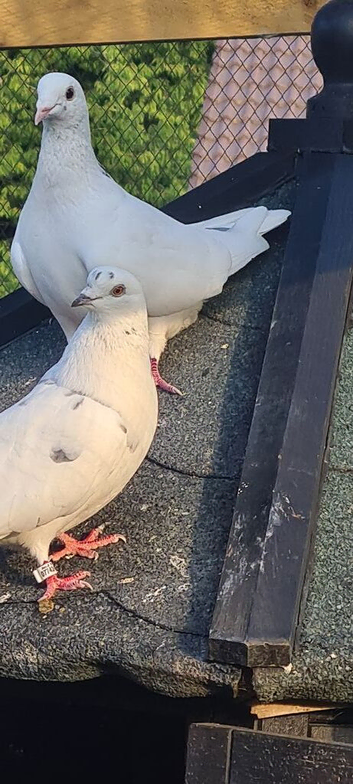Bonded Pair pigeons /doves