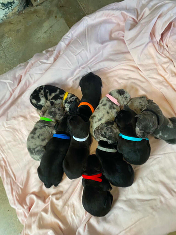 Our beautiful nala has had a lovely litter of 11