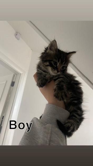 Kittens