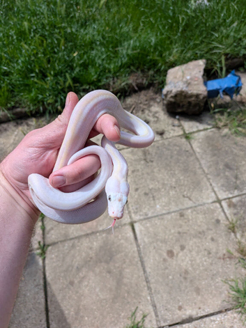Male cow reticulated python