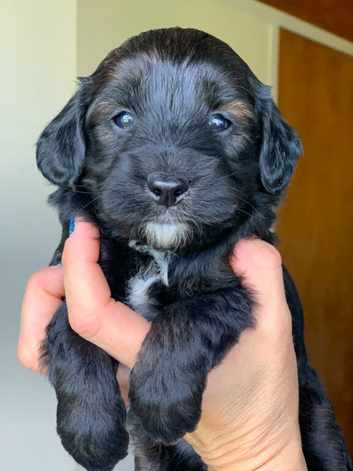 Gorgeous Miniature Labradoodles pups