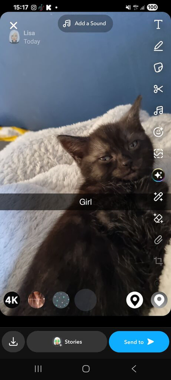 2 girl kittens left