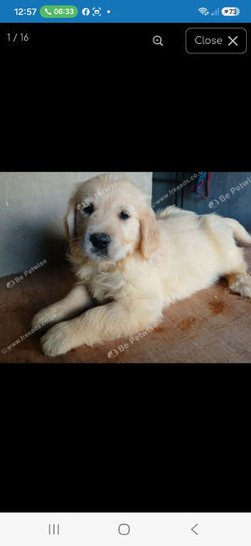 Gorgeous Puppies