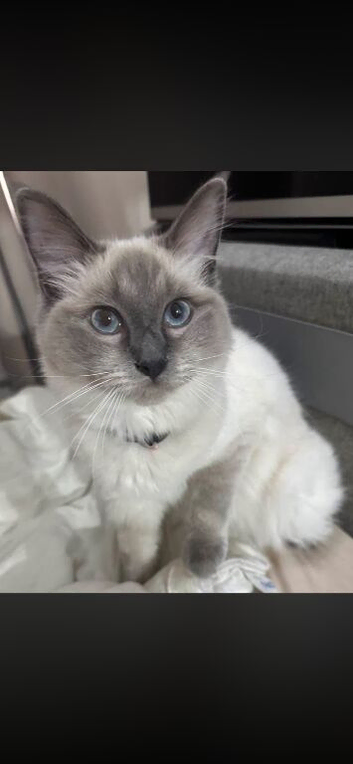 Ragdoll cat