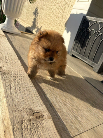 Pomeranian. Boy