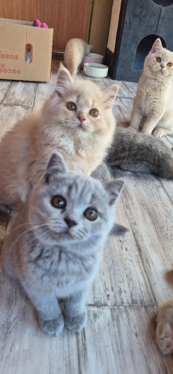 british longhair