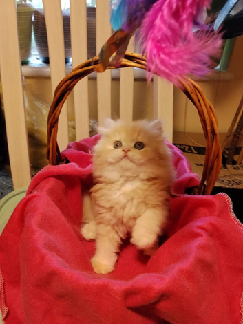 Exotic Persian girl and boy ready for rehoming