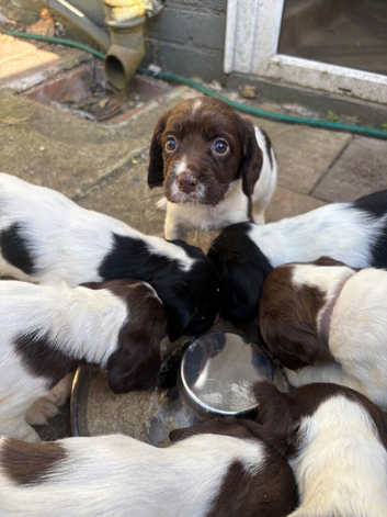 English springer spaniel puppies ready 17/07