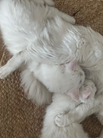 Beautiful, adorable kittens