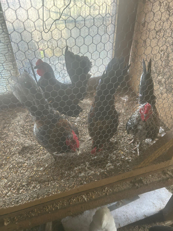 Bantam