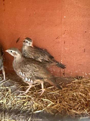 Red legged Partridge