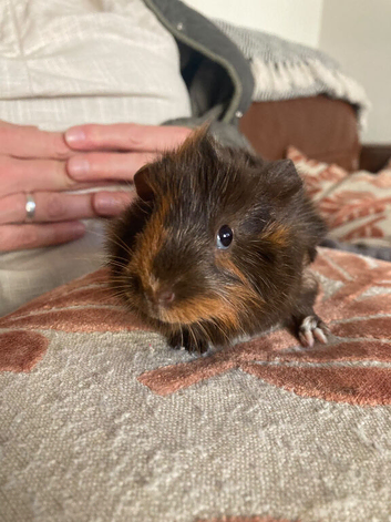 Guinea pigs for sale