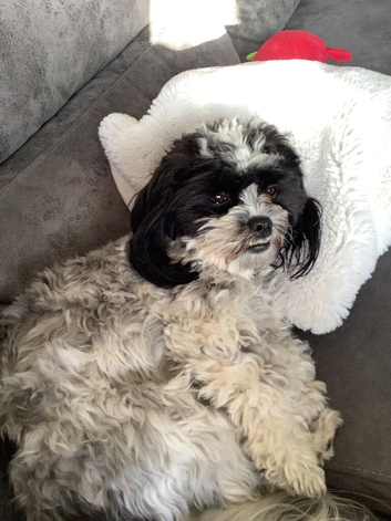 Havanese mix puppies